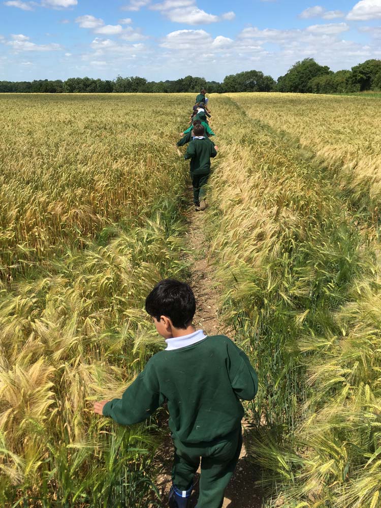 Boys walking through cornfield in Summer