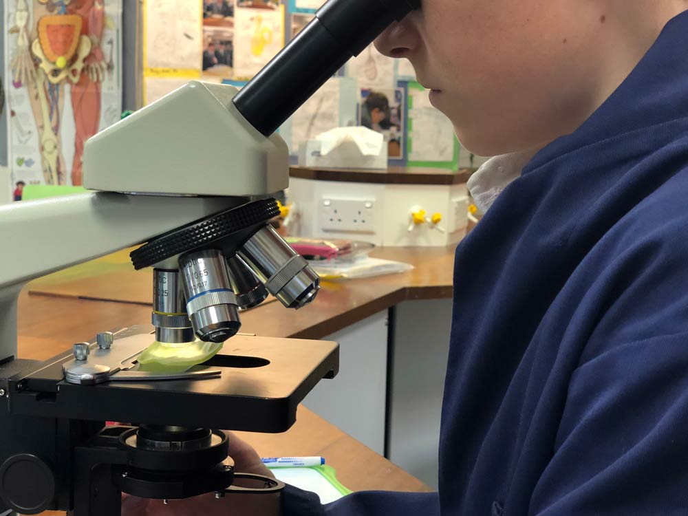 Using a microscope